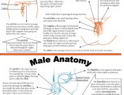 Anatomy - Female and Male