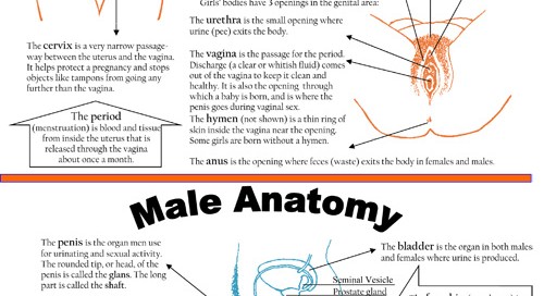 Anatomy - Female and Male