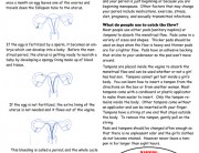 Menstrual Cycle