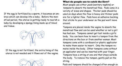 Menstrual Cycle